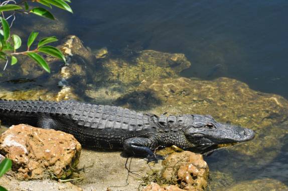 Jacaré se esquenta ao sol no Parque Nacional Everglades, no sul da Flórida, nos Estados Unidos